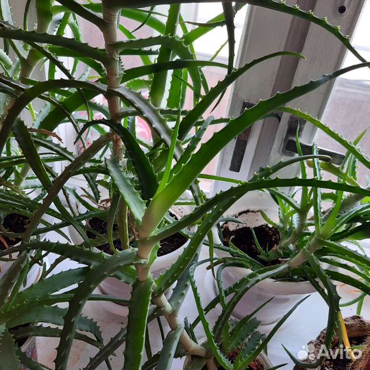 Алоэ столетник