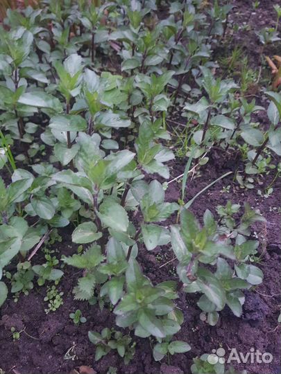 Мята шоколадница