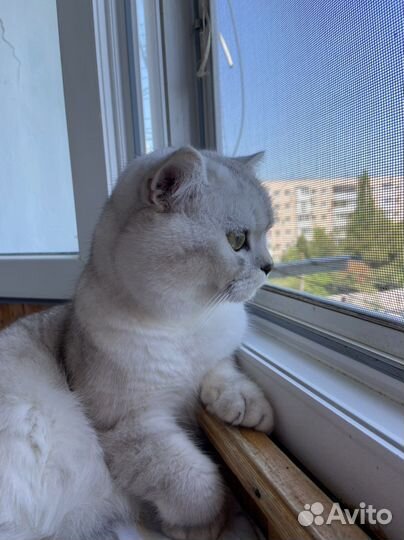 Шотландский кот на вязку