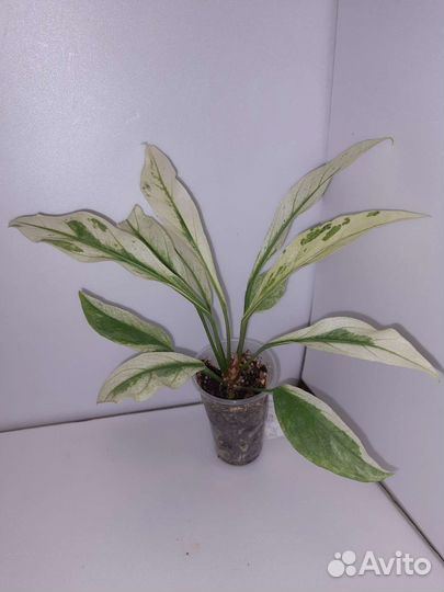 Антуриум Волна любви вариегатный