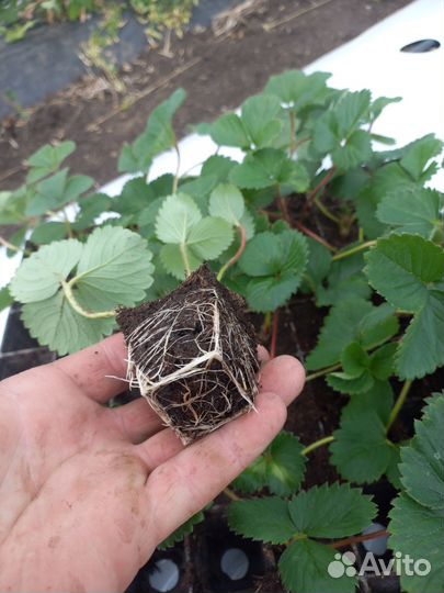 Сортовые саженцы клубники и малины