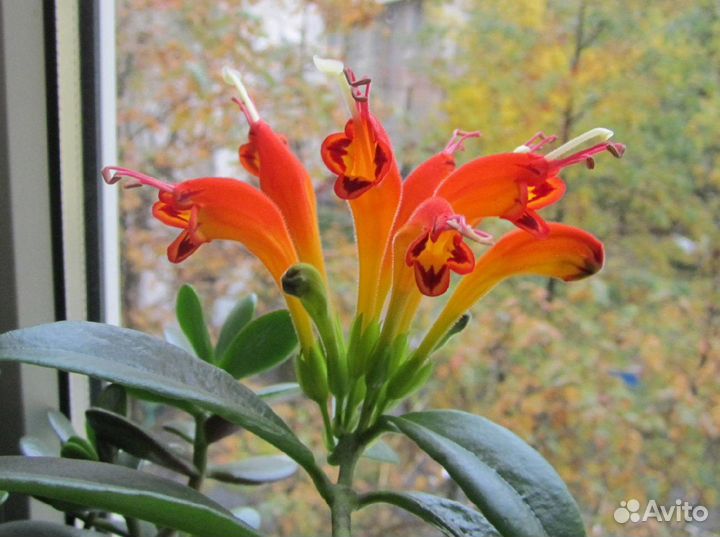 Комнатные цветы