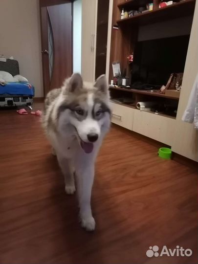 Сибирский хаски вязка