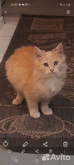 Котик (4 месяца)