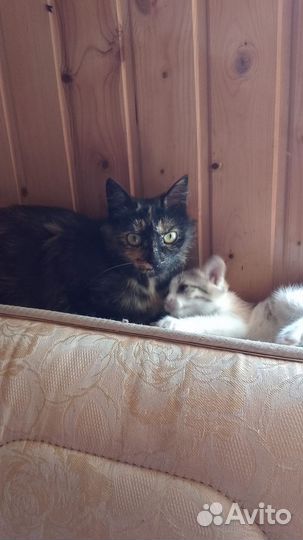 Котята