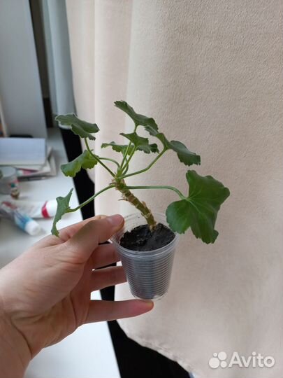 Хавортия & Герань красная