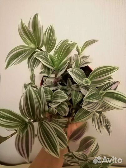 Традесканции белая, зеленая