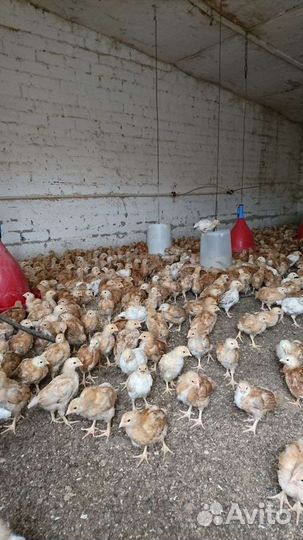 Цыплята подрощенные