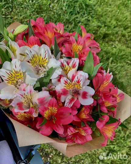 Альстромерия Альстромерии