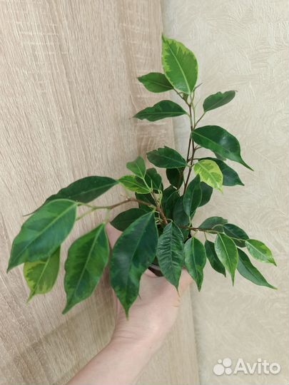 Сортовые фикусы часть 1