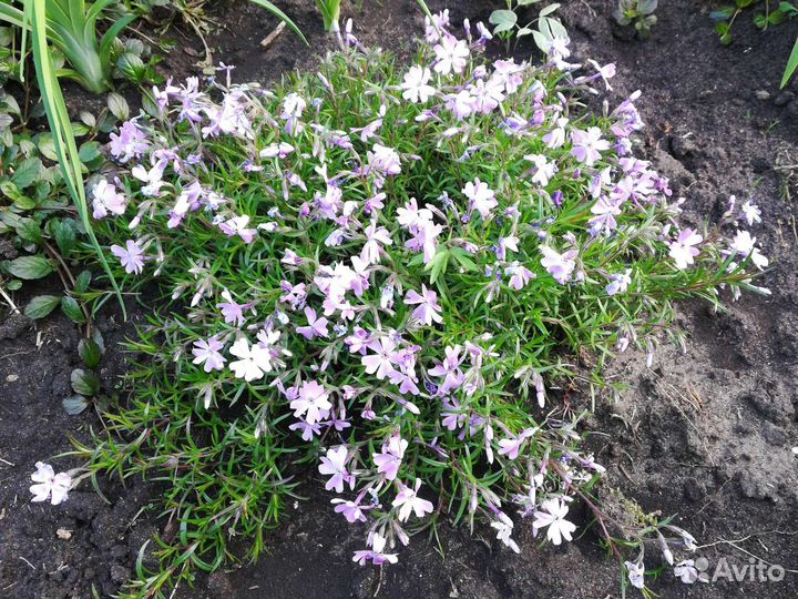 Растения для сада