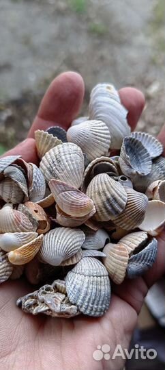 Ракушки для декора