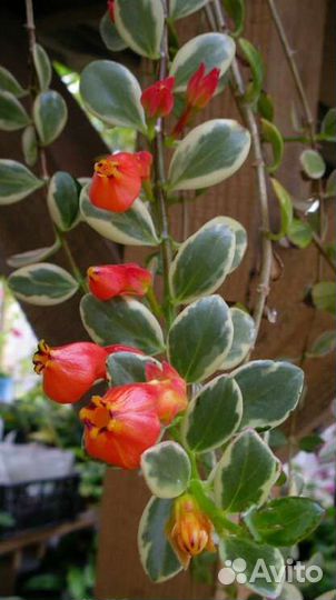 Редкие комнатные растения 2