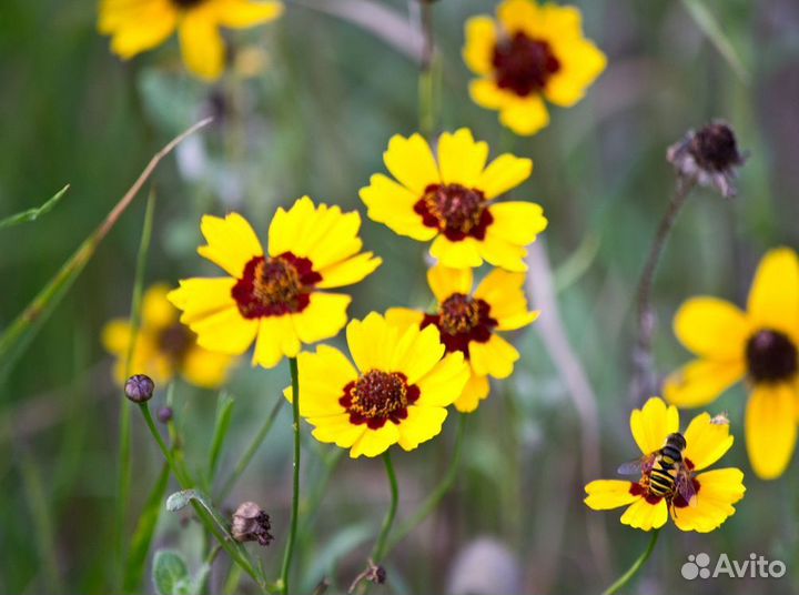 Продам многолетники: анемона,девясил,кареопсис