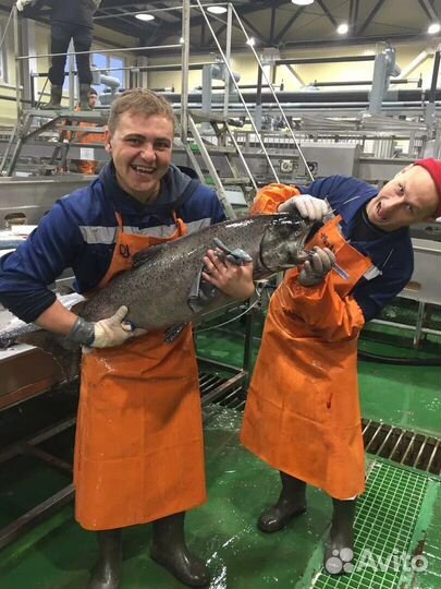 Вахта С проживанием рабочие на рыбзавод