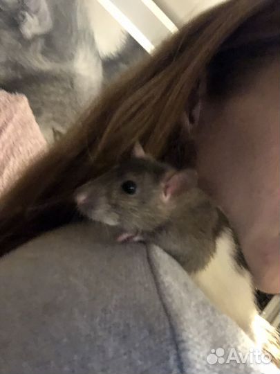 Крыса в добрые руки