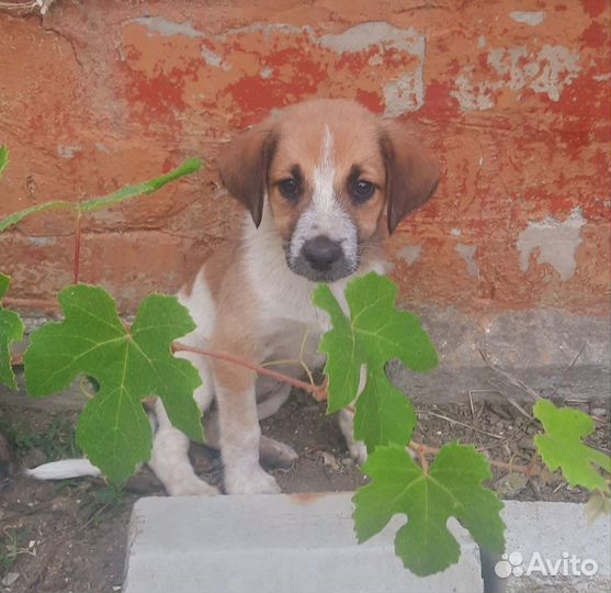 Собака в добрые руки отдам бесплатно