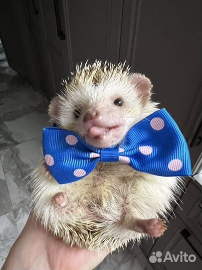 Красивый самец ежик вязка