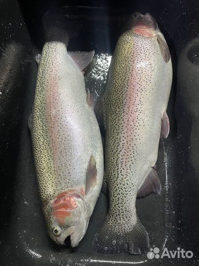 Форель живая