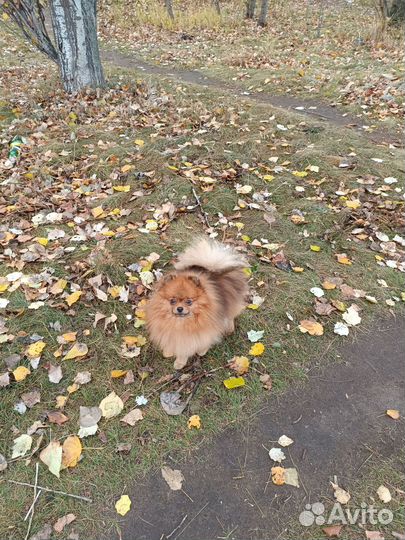 Вязка шпицов