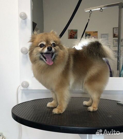 Стрижка, экспресс-линька собак и кошек