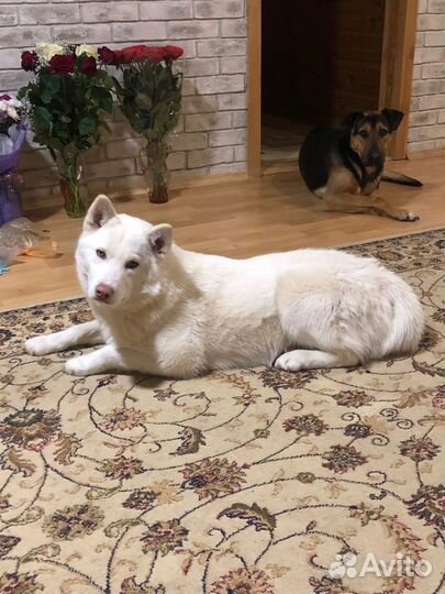 Зоогостиница