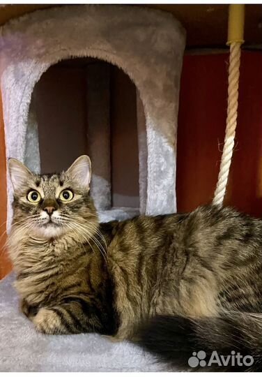 Спасенная Буся ищет семью