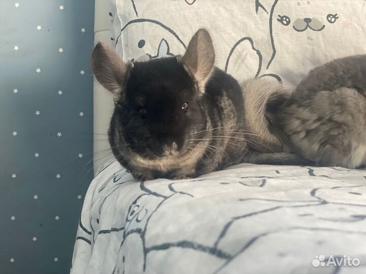 Шиншилла черный бархат