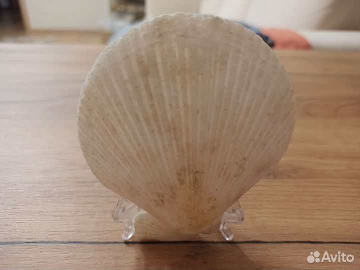 Морская раковина