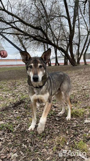 Милейший пес Гек из приюта