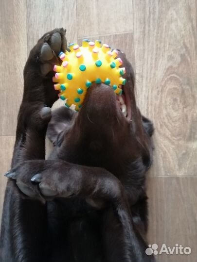 Лабрадор на прокат