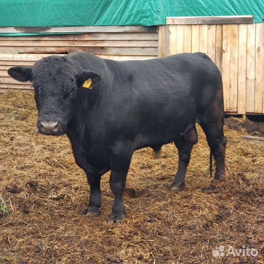 Быки абердин ангус