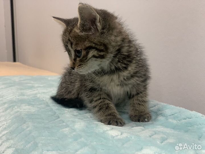 Котенок