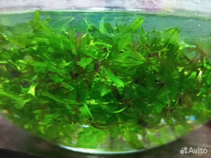 Микрантенум