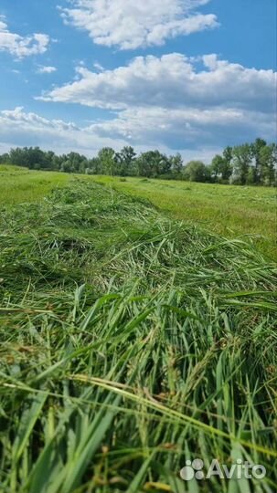 Сено в тюках