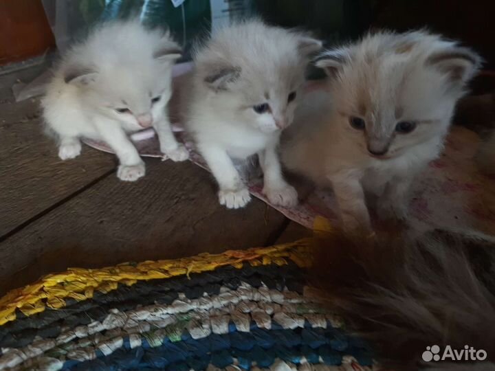 Отдам котят в хорошие руки