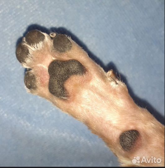 Триммер для животных