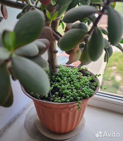 Крестовник Роули