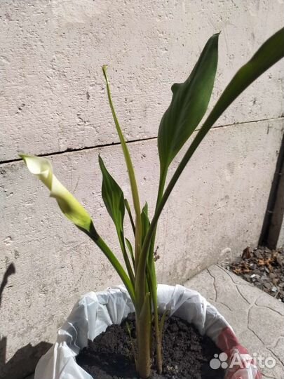 Калла белая