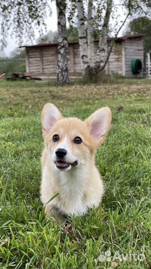 Девочки вельш корги пемброк 3 месяца
