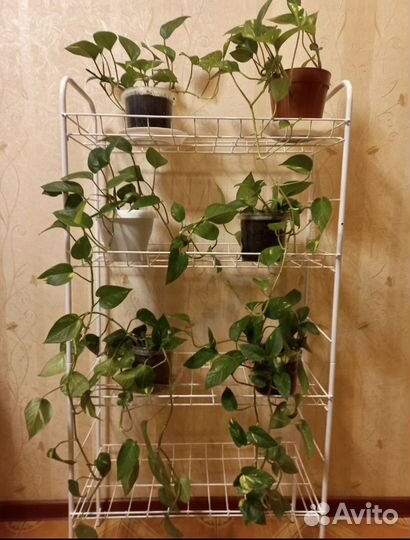 Эпипремнум перистый