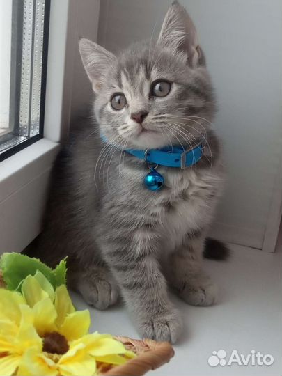 Британские котятки