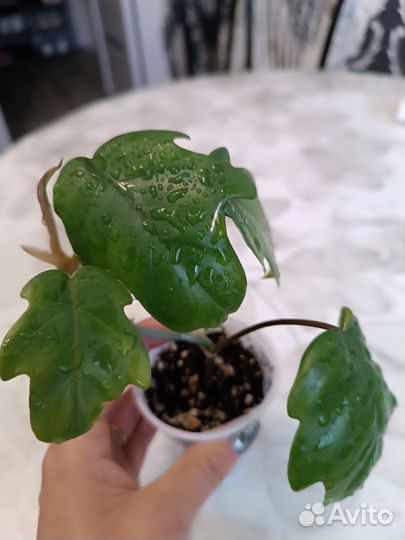 Филодендрон