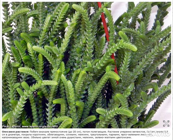 Суккуленты