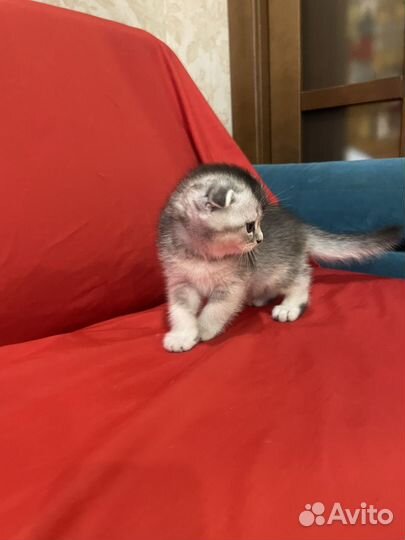 Шотландская серебристая шиншилла