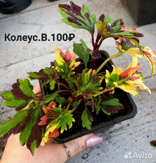 Традесканции, Лизимахия, Будра,Колеусы