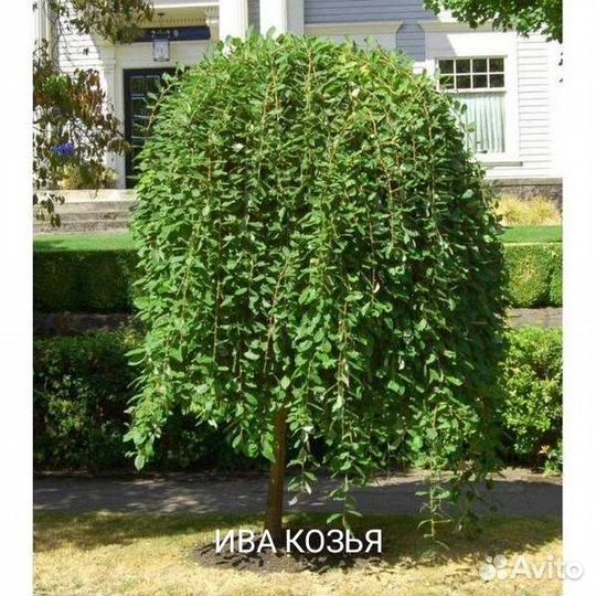 Саженцы на штамбе