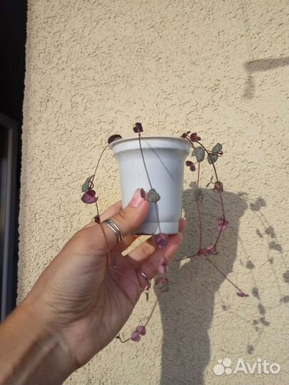 Церопегия вуда