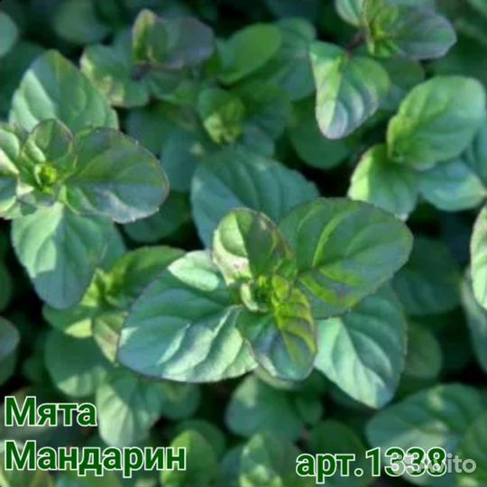 Мята с фруктовым ароматом