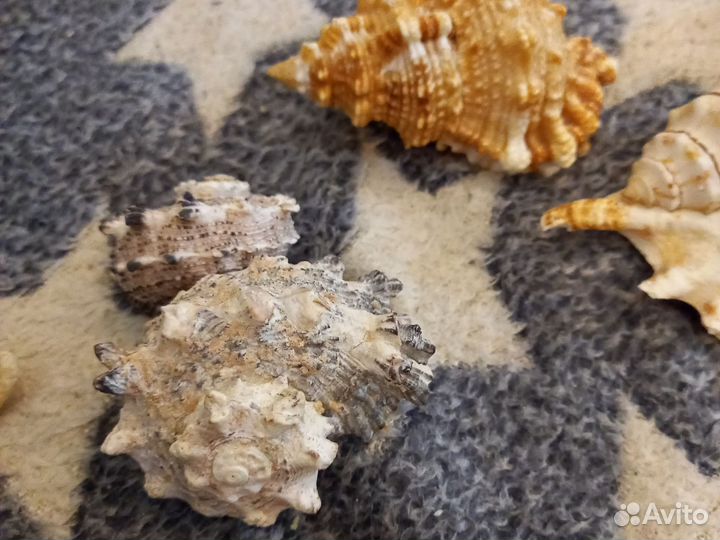 Морские ракушки раковины